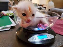 Arizona Rescuers Make Tiny Tongue Depressors Splints For Newborn Kitten Unable To Use Back Legs Newborn Kittens Kitten Rescue Kitten