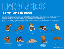 Well, several factors determine how long a dog suffering from mammary cancer can live with some being around for a few months while others live a full life. Liver Cancer In Dogs Innovet Pet