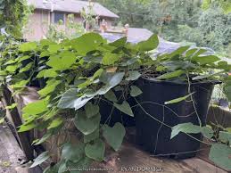 Image result for Aristolochia promissa