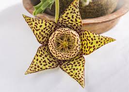 Place your lifesaver plant into the pot, and add more cactus soil. Starfish Cactus