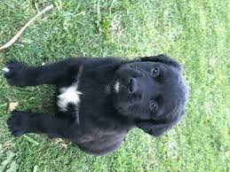 We did not find results for: Cross Breed Puppies Ads July Clasf