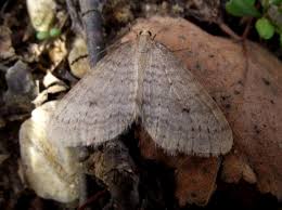 Image result for Operophtera fagata