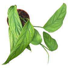 Image result for Laggera gracilis