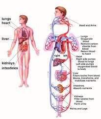 We did not find results for: Perbezaan Sistem Peredaran Darah Sebelum Dan Selepas Dilahirkan Majalahsains