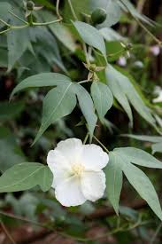 Image result for Gossypium