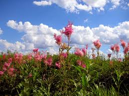 Image result for Faurea rubriflora