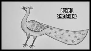 How to draw a peacock. Peacock Drawing Peacock Pencil Drawing Pencil Sketching Pencil Art Youtube
