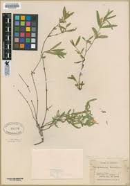 Image result for Dyschoriste trichocalyx