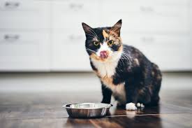 How many times a day should you feed a cat. How Often Should I Feed My Cat Figuring Our Your Feline S Feeding Schedule Daily Paws