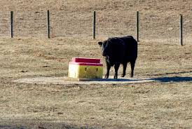frozen water in the livestock trough