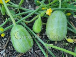 Image result for Cucumis anguria
