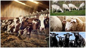 Cat este subventia pe cap de oaie 2016. Federatia Agrostar Agrostar