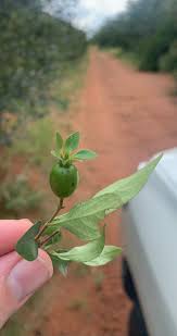 Image result for Heinsia