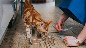 Toxic Cat Food Which Products Have Been Recalled And What Is The Disease Pancytopenia Mirror Online