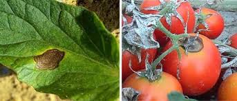 This spray can be used to prevent and treat diseases in tomato plants. Serenade Fungicide For Tomatoes
