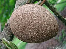 Image result for Pouteria