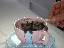 U plaatst een review over: Monkeys For Sale