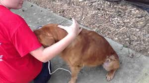 Our irish setters will be fully registered and come with either akc or apri papers. Irish Setter Newfoundland Mix Shop For Your Cause