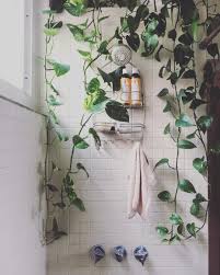 Instagram Plant Spy There S A New Trend In Shower Plants Michael Perry Mr Plant Geek Shower Plant Natural Home Decor Plant Aesthetic