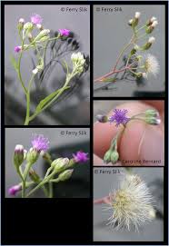 Image result for Vernonia cinerea