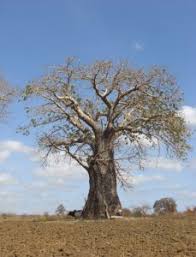 Image result for Cussonia zimmermannii