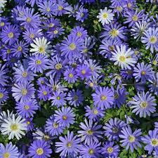 Anemone bulbs are easy to grow and inexpensive as well. Anemone Blanda Blue Shades