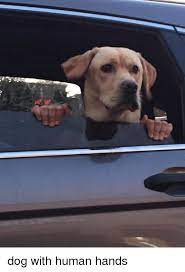 Check spelling or type a new query. Dog With Human Hands Dank Meme On Me Me