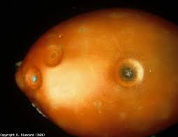 Image result for Colletoecema