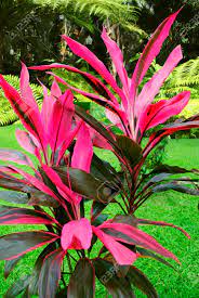 Hawaiian Ti Green Plants Plants Ti Plant