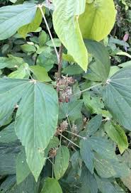 Image result for Flemingia