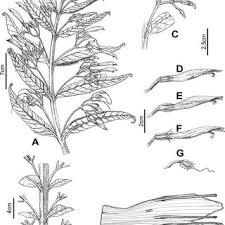 Image result for Stemodiopsis glandulosa