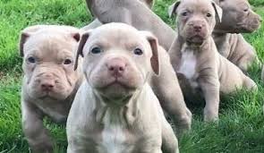 Cute bully puppies, bully puppy breeder blue bully puppies,chocolate bully puppies, fawn bully puppies, lilac tri bully puppies, champagne tri american bully puppies puppies are for sale in : Blue Fawn Pitbull Blue Fawn Bully Complete Guide My Dogs Info