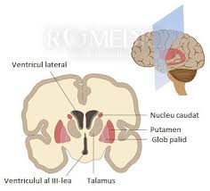 Oamenii de ştiinţă au descoperit un tip de proteine care pot semnala din timp instalarea demenţei. Sindromul Fahr