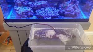 Red coral, in nature, is covered by a thick bark called cenosarco. How To Clean 2 Months Of Coralline Algae Off A Powerhead In 2 Minutes Youtube