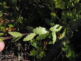 Image result for Xylopia collina