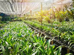 Orchid island roofing understands your needs for a leak free home. Orchid Nursery Farm Ornamental And Flower Green Plant Growing Stock Photo Picture And Royalty Free Image Image 118847588