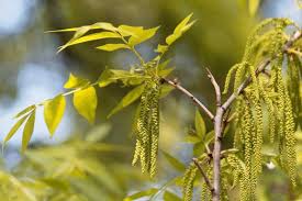 Image result for Carya illinoinensis