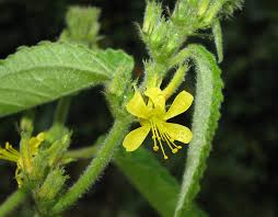 Image result for Triumfetta pilosa