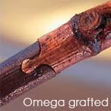 Image result for graft grape vines