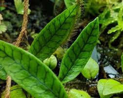 Image result for Elaphoglossum aubertii