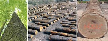 Allegheny Veneer Company Inc Log And Timber Merchants Located In Weston West Virginia Veneer Logs Wv Hardwoods Wood Timber West Virginia