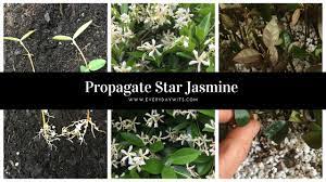 We did not find results for: Propagating Star Jasmine Trachelospermum Everydaywits