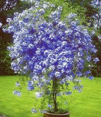 Baldur Garten Stammchen Plumbago 1 Pflanze Bleiwurz Plumbago Auriculata Kubelpflanze Fur Balkon Und Terrasse Amazon De Garten Garten Pflanzen Kubelpflanzen