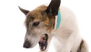 The presence of such fluid or phlegm indicates the case of pneumonia. Coughing In Dogs Why Is My Dog Coughing And Should I Worry