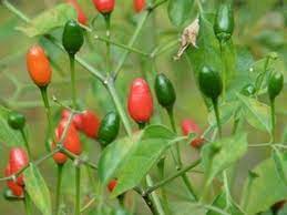 Maybe you would like to learn more about one of these? Como Germinar Chile Piquin Stuffed Peppers Homestyle Salsa Chili Pequin