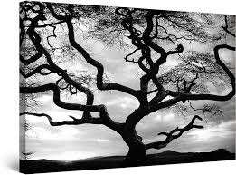 The roots of black and white photography is much deeper just because it's not in focus, doesn't mean it doesn't add to your photo! Amazon Com Startonight Canvas Wall Art Black And White Abstract Deep In To The Forest Trees Nature Landscape Painting 24 X 36 Inches Posters Prints