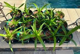 Image result for Nelsonia smithii