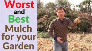 The best mulch for weed prevention will depend on a few considerations: Worst And Best Wood Chip Mulch For Your Vegetable Garden Youtube