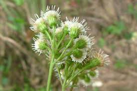 Image result for Ageratinastrum