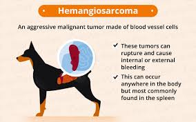 Sometimes, it isn't found until one of the tumors ruptures and causes internal bleeding. Cancer In Dogs Causes Symptoms Treatments Canna Pet